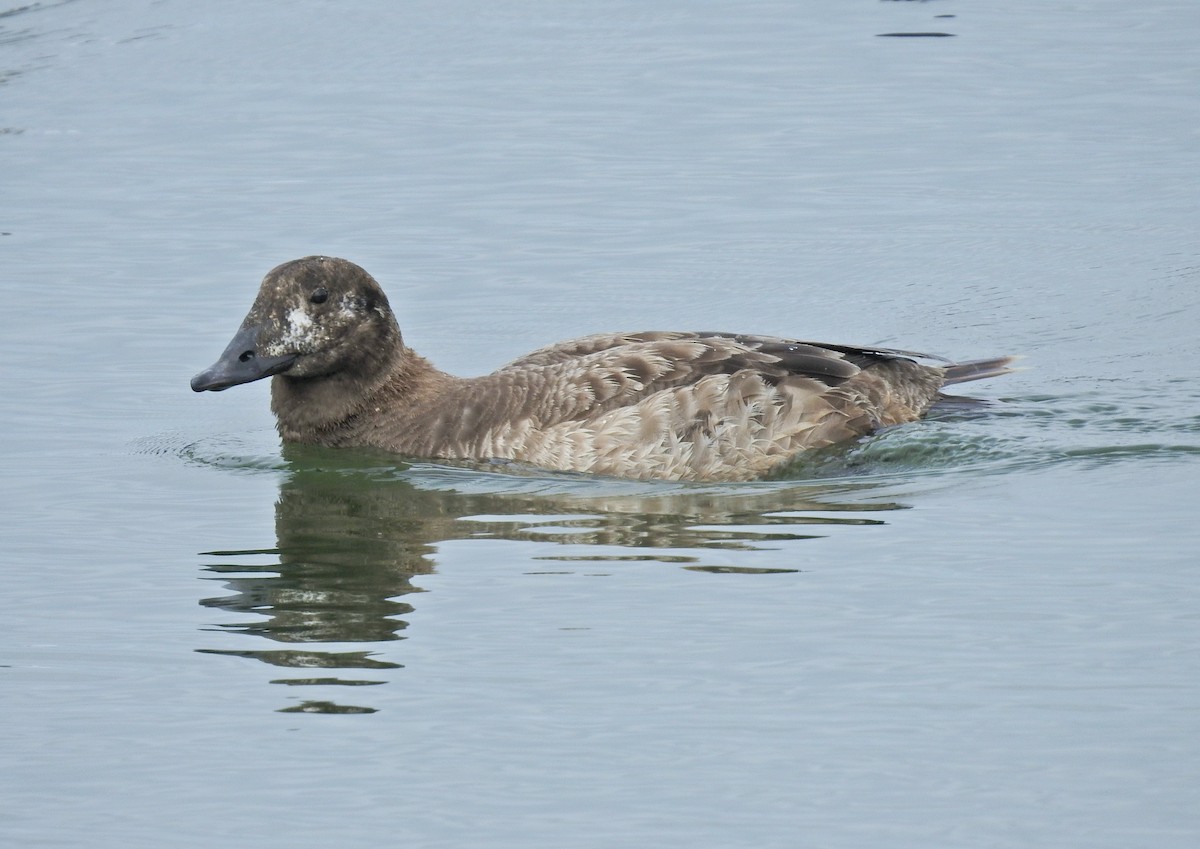 White-winged Scoter - ML615854137