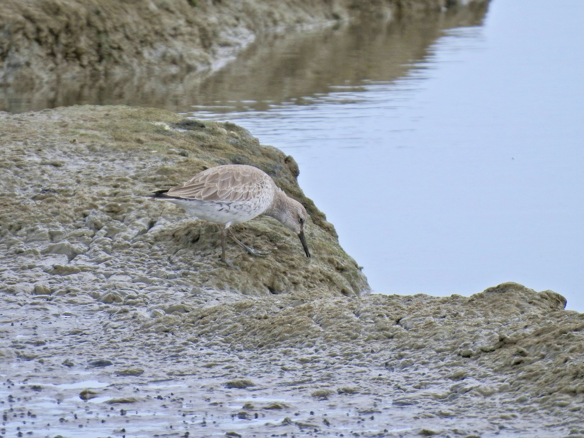 Red Knot - ML615854177