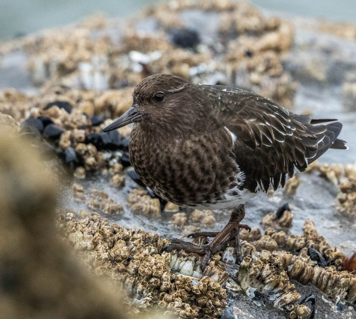 Black Turnstone - ML615854209