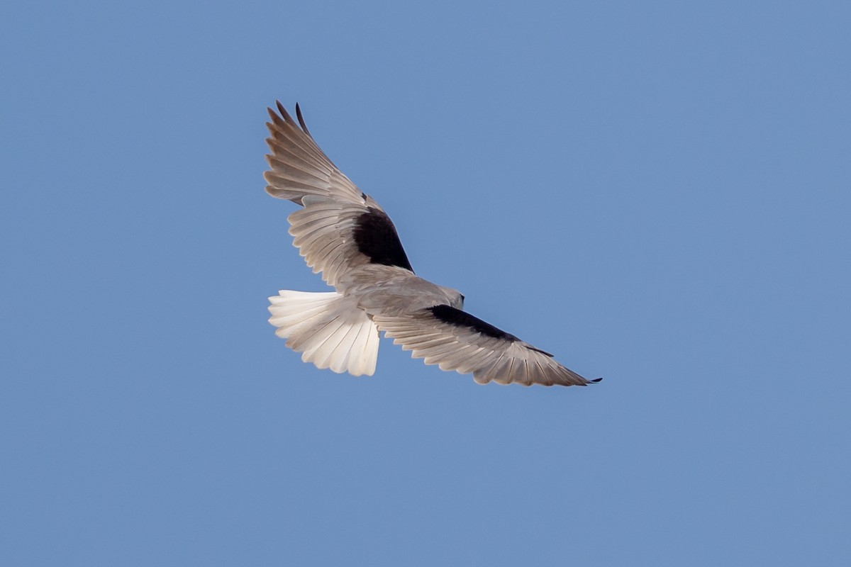 Black-winged Kite - Nikos Mavris