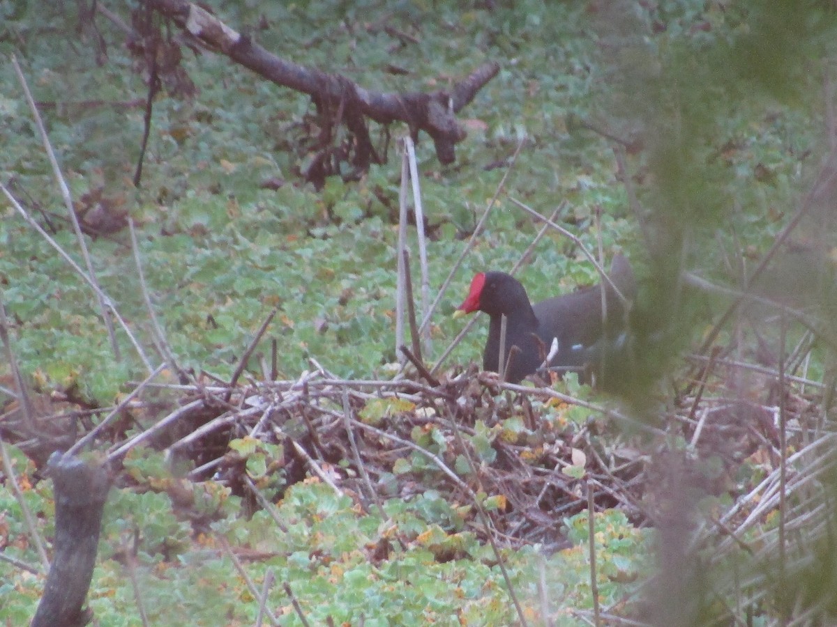 Eurasian Moorhen - ML615854303