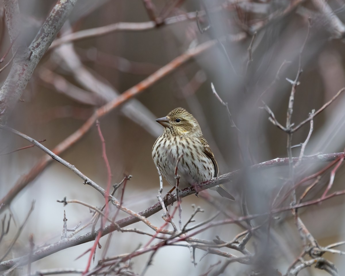 Cassin's Finch - ML615854363