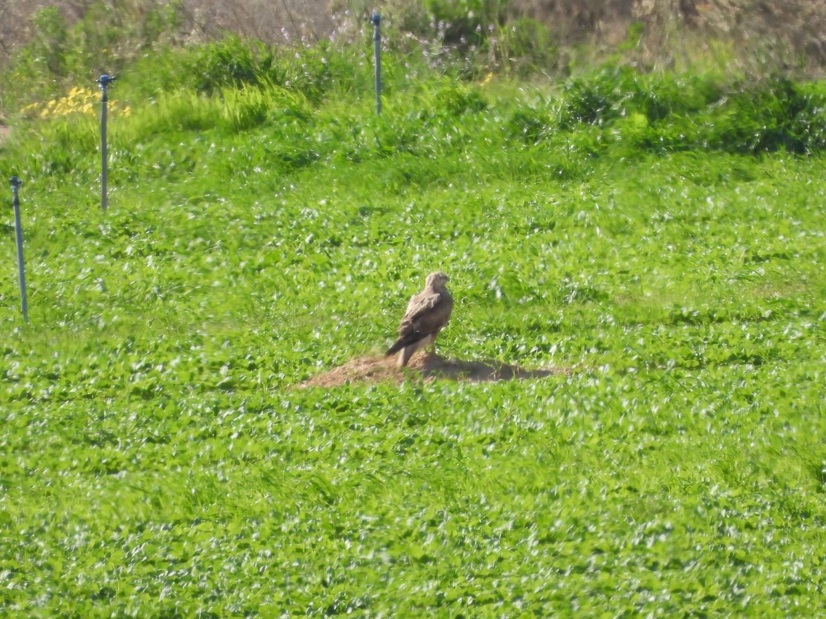 Long-legged Buzzard - Shalev Tal