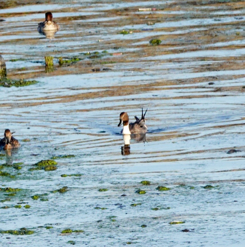 Northern Pintail - ML615854383