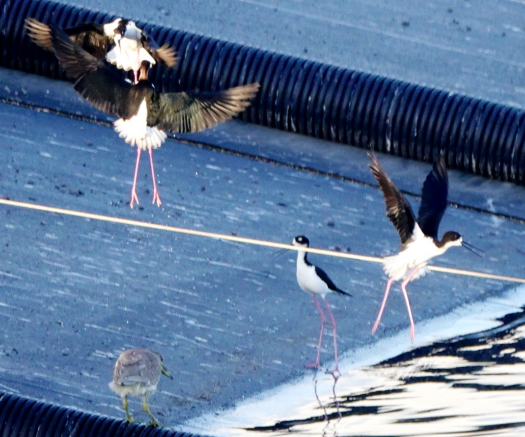 Black-necked Stilt (Hawaiian) - ML615854398