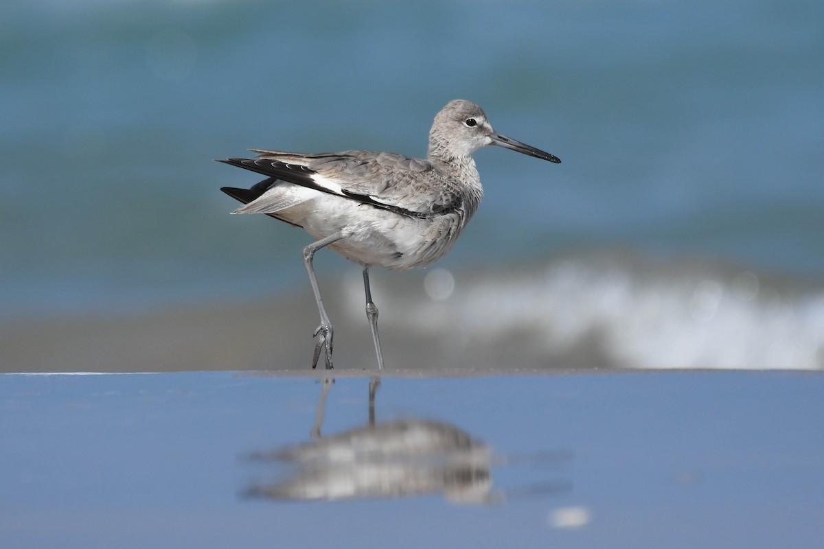 Willet - ML615854403