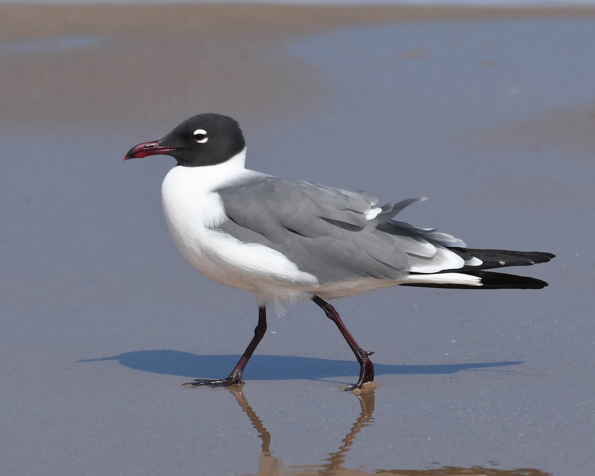 Laughing Gull - Joanne Dial