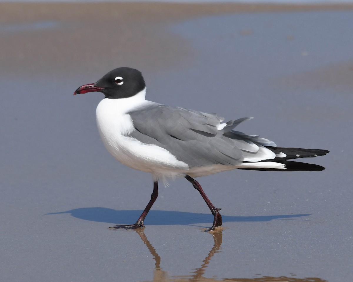 Mouette atricille - ML615854408