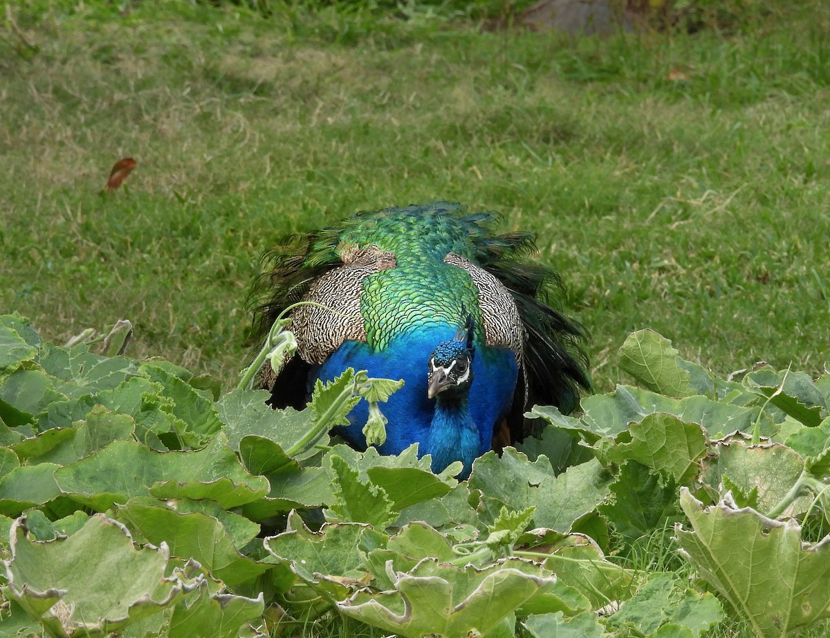 Indian Peafowl - ML615854424