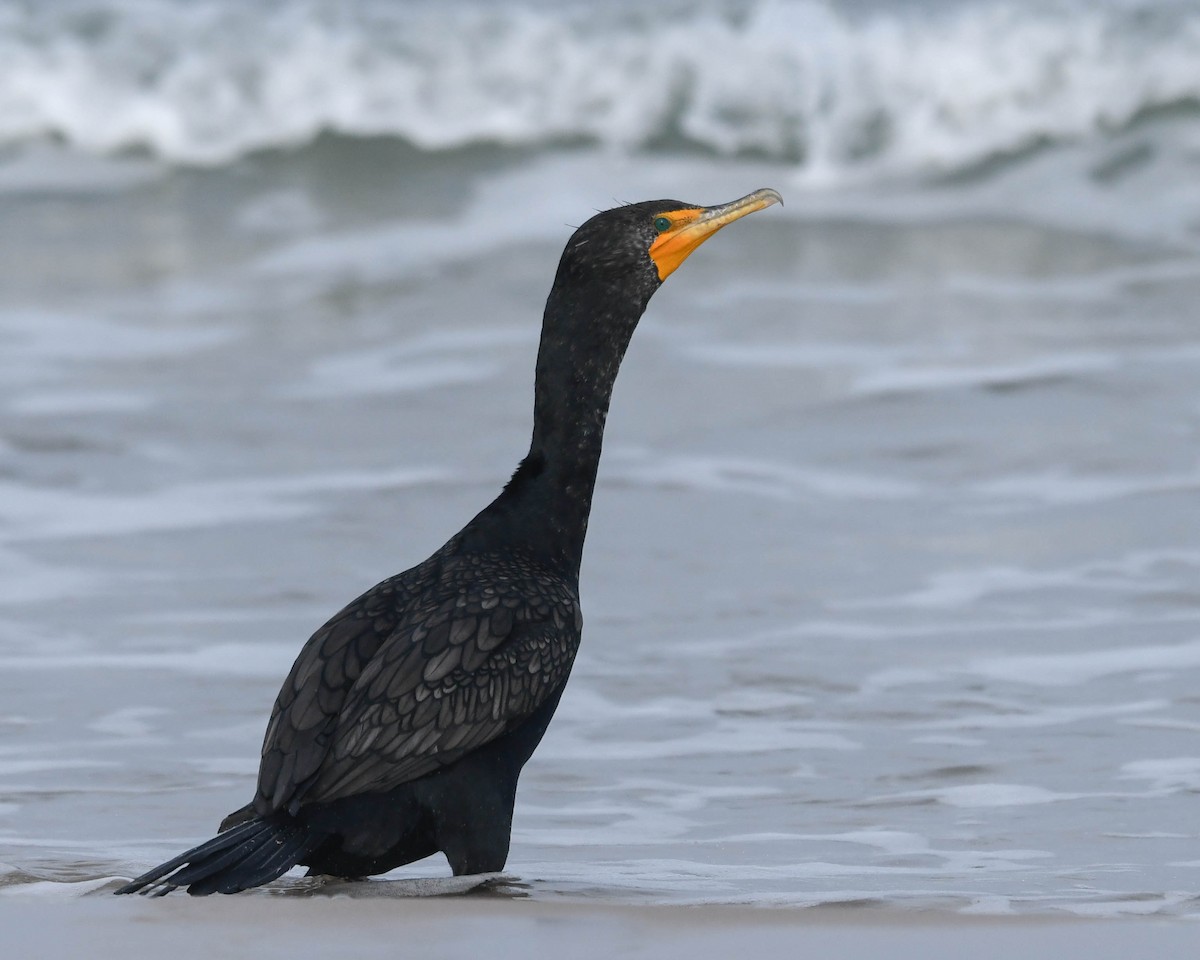 Double-crested Cormorant - Joanne Dial
