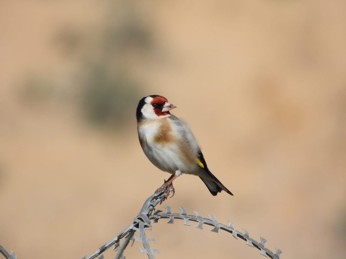 European Goldfinch - Shalev Tal