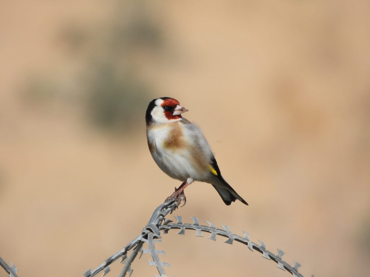 European Goldfinch - ML615854574