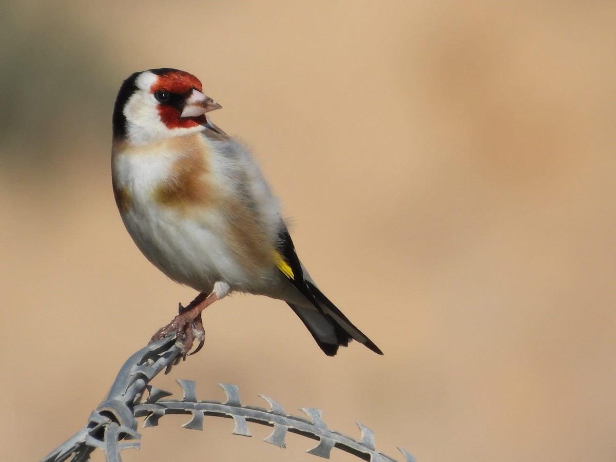 European Goldfinch - ML615854575