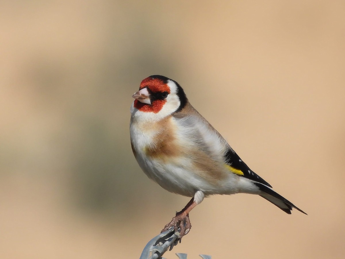 European Goldfinch - ML615854576