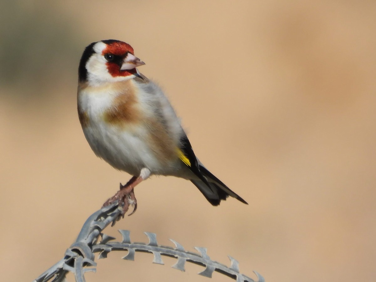 European Goldfinch - ML615854577