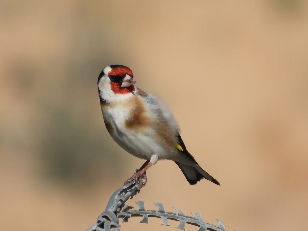 European Goldfinch - ML615854579