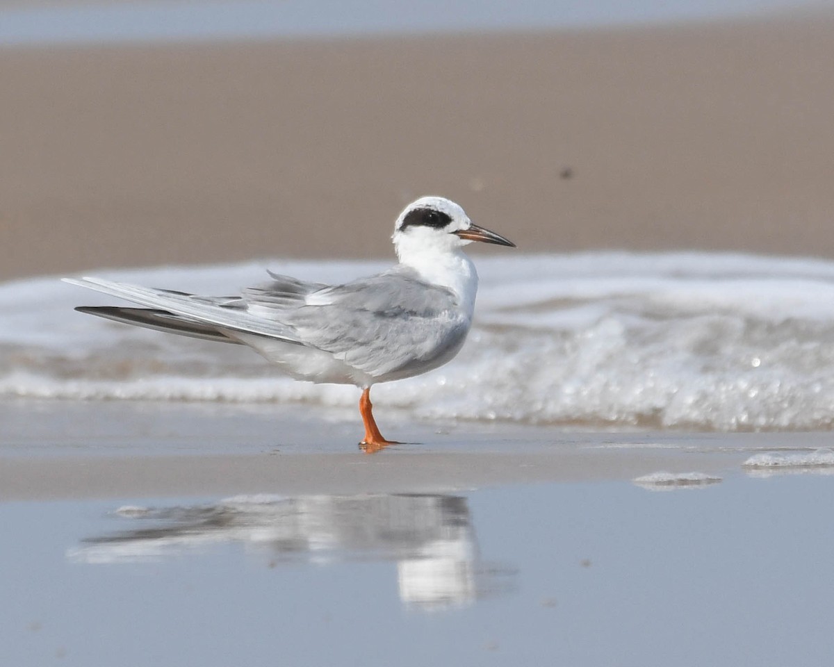 Forster's Tern - ML615854593