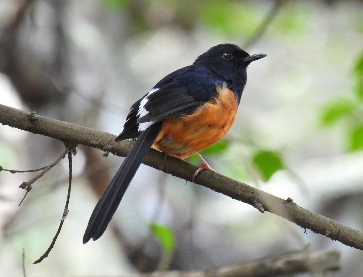 White-rumped Shama - ML615854625