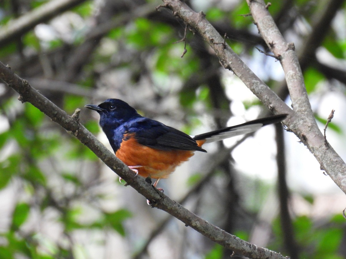 White-rumped Shama - Nathan Heath