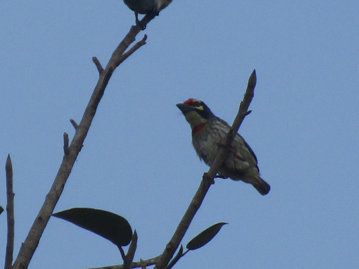 Coppersmith Barbet - ML615854630
