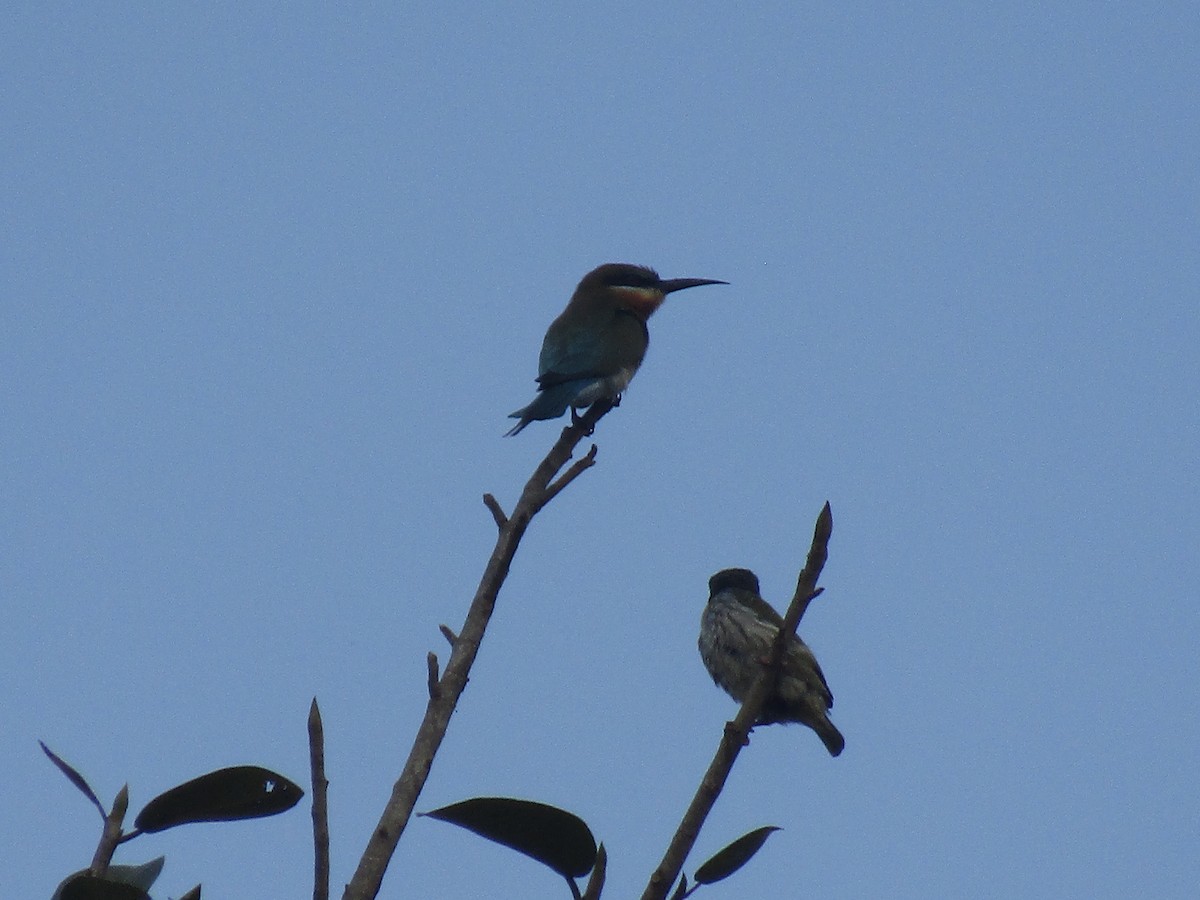 Blue-tailed Bee-eater - ML615854635