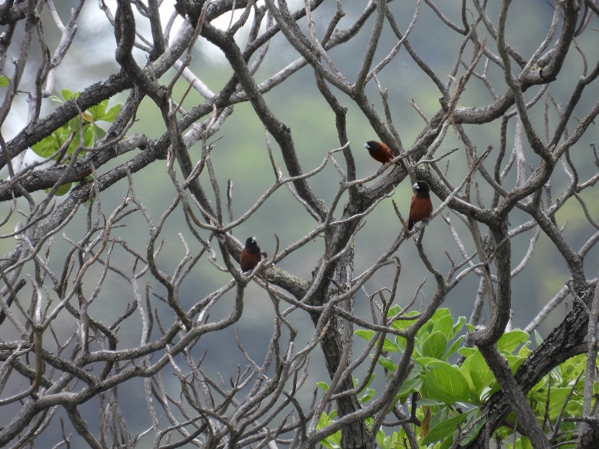 Chestnut Munia - ML615854655