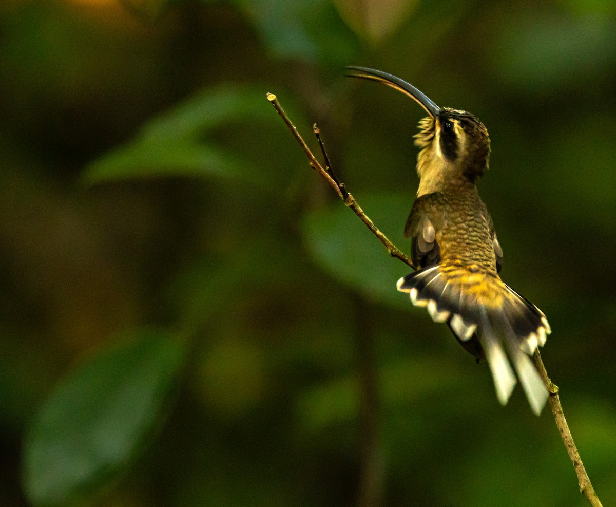 Long-billed Hermit - Xavier Munoz Neblina Forest.