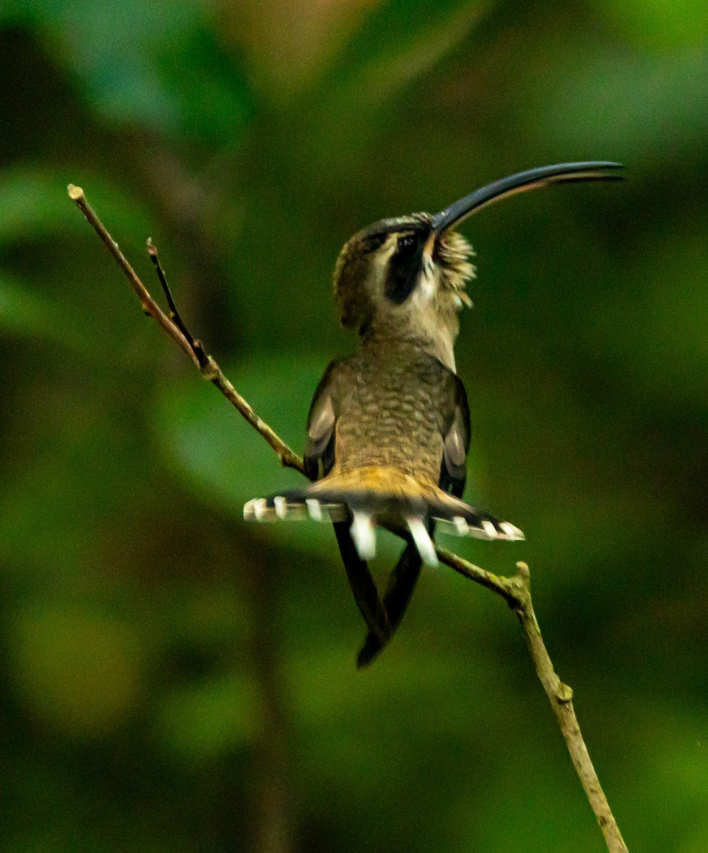 Long-billed Hermit - ML615854676