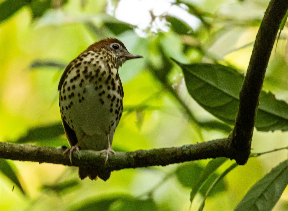 Wood Thrush - Xavier Munoz Neblina Forest.