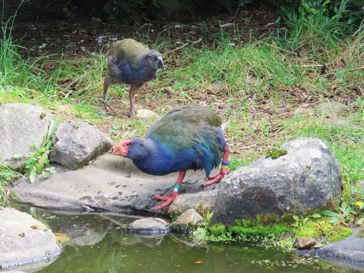 South Island Takahe - ML615854744