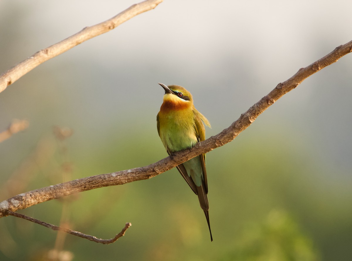 Blue-tailed Bee-eater - ML615854749