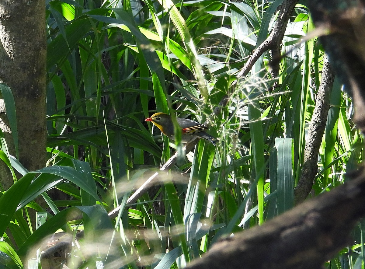 Red-billed Leiothrix - Nathan Heath