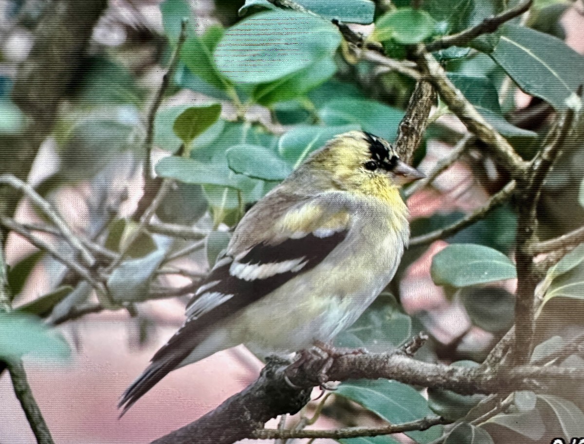 Chardonneret jaune - ML615854768