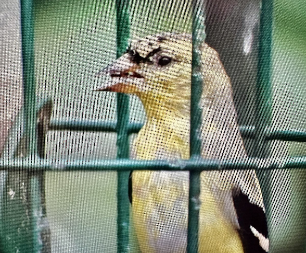 American Goldfinch - ML615854769