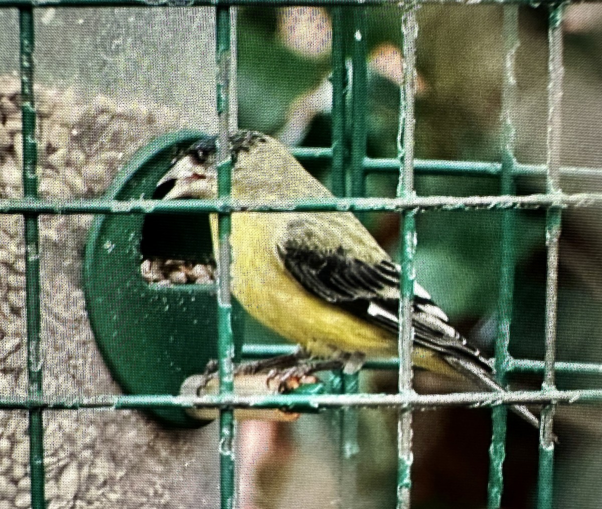 Lesser Goldfinch - Brian Pendleton