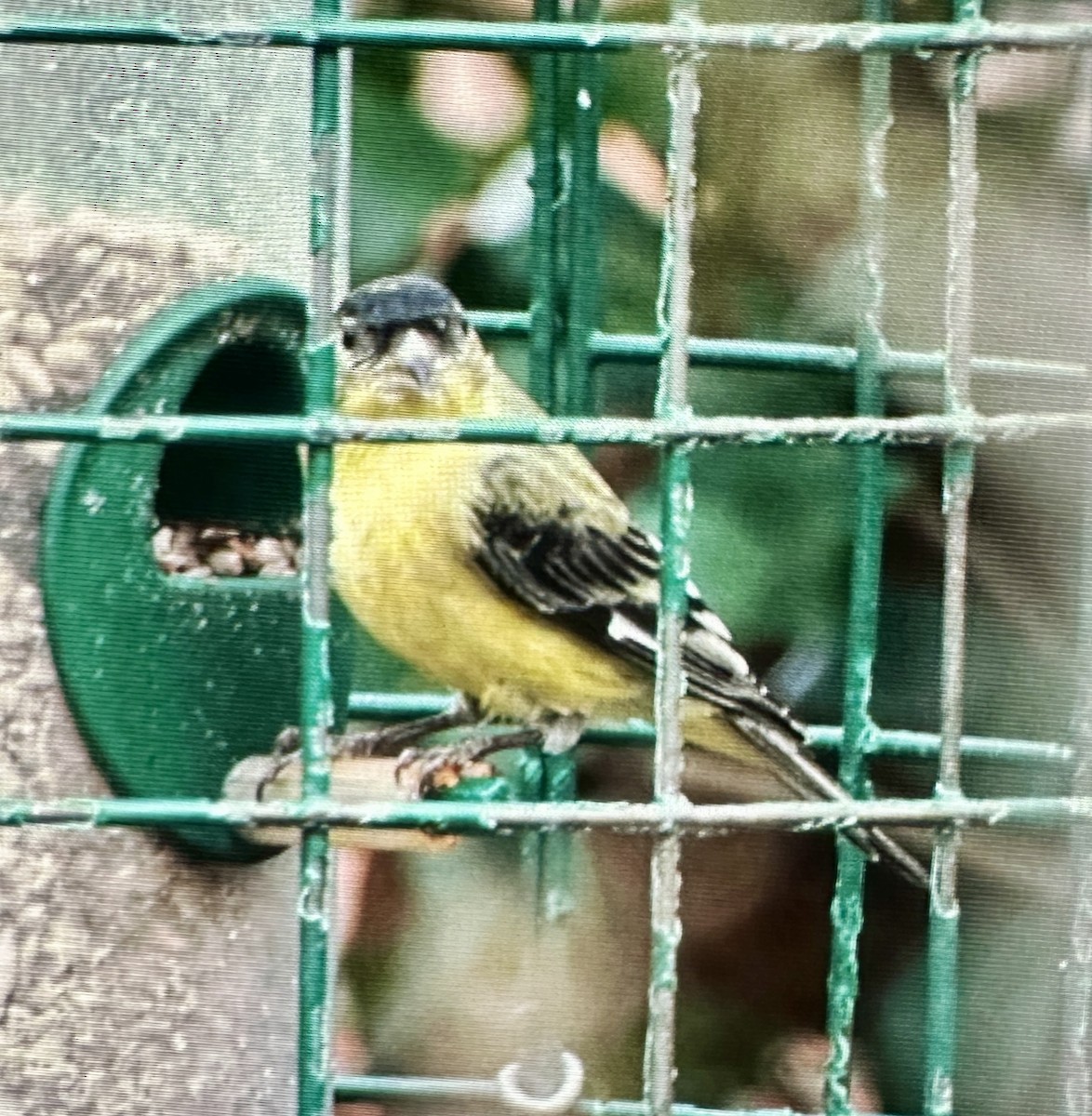 Chardonneret mineur - ML615854773