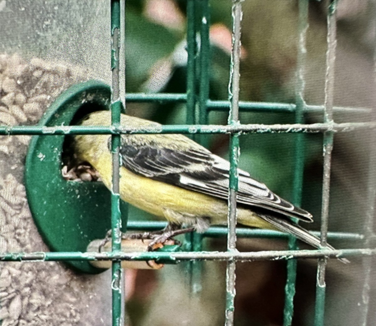 Lesser Goldfinch - ML615854776