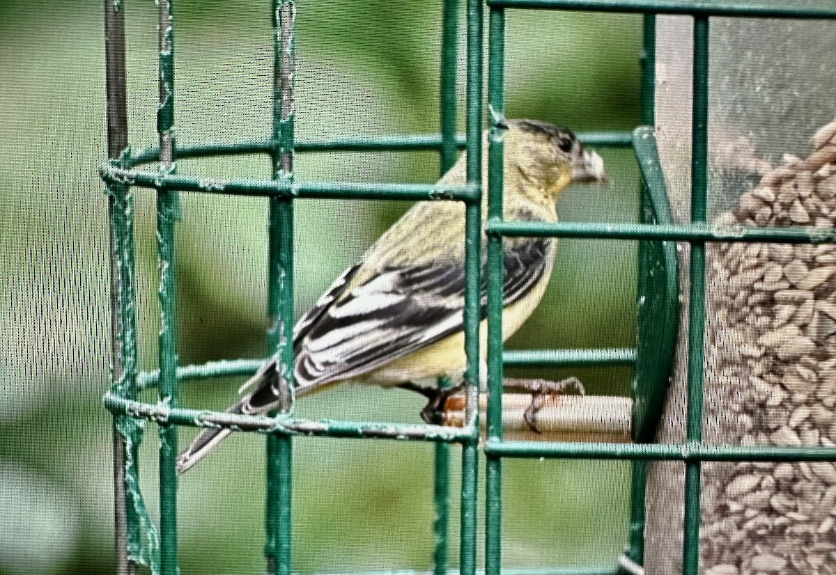 Lesser Goldfinch - ML615854777