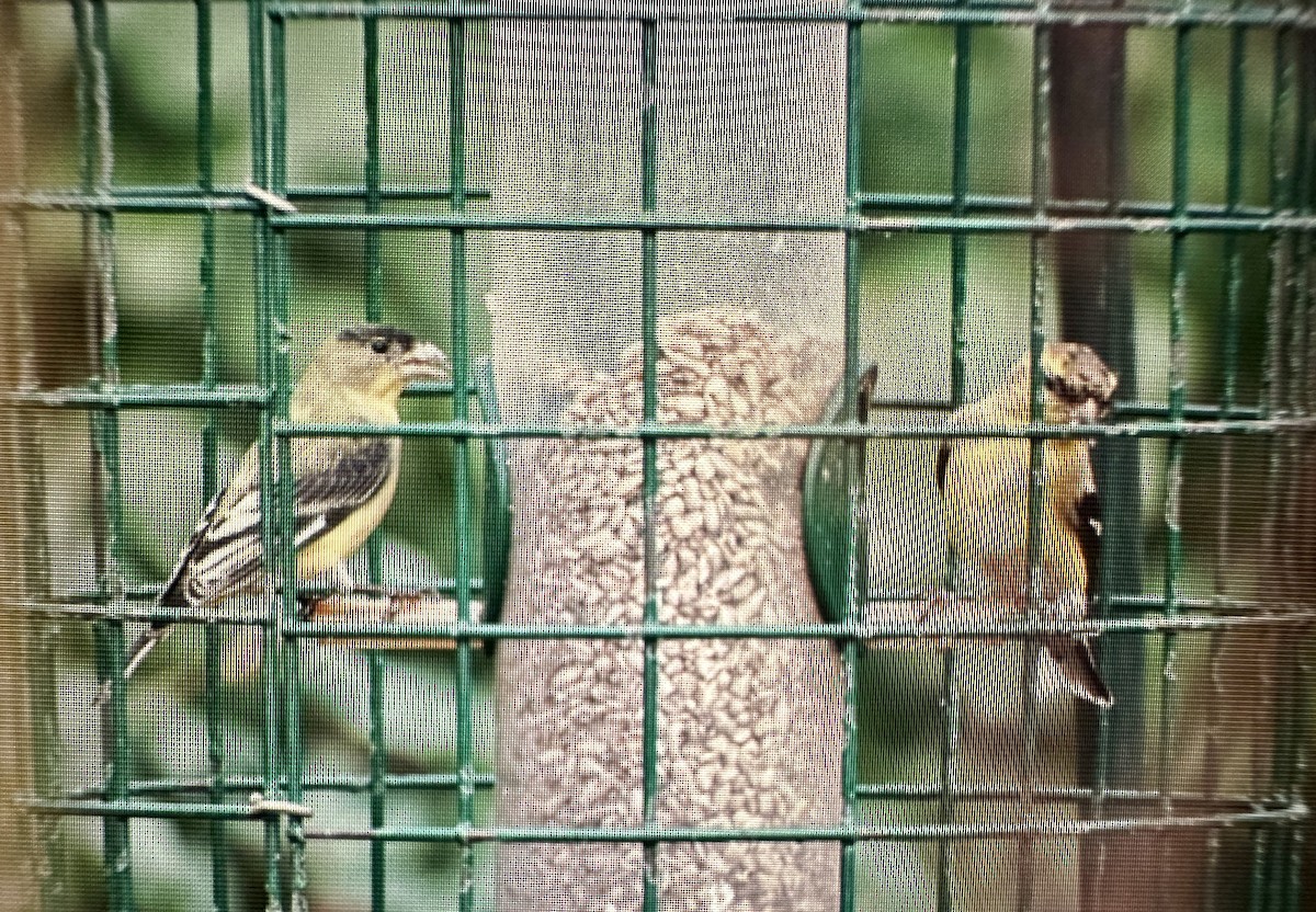 Lesser Goldfinch - ML615854779