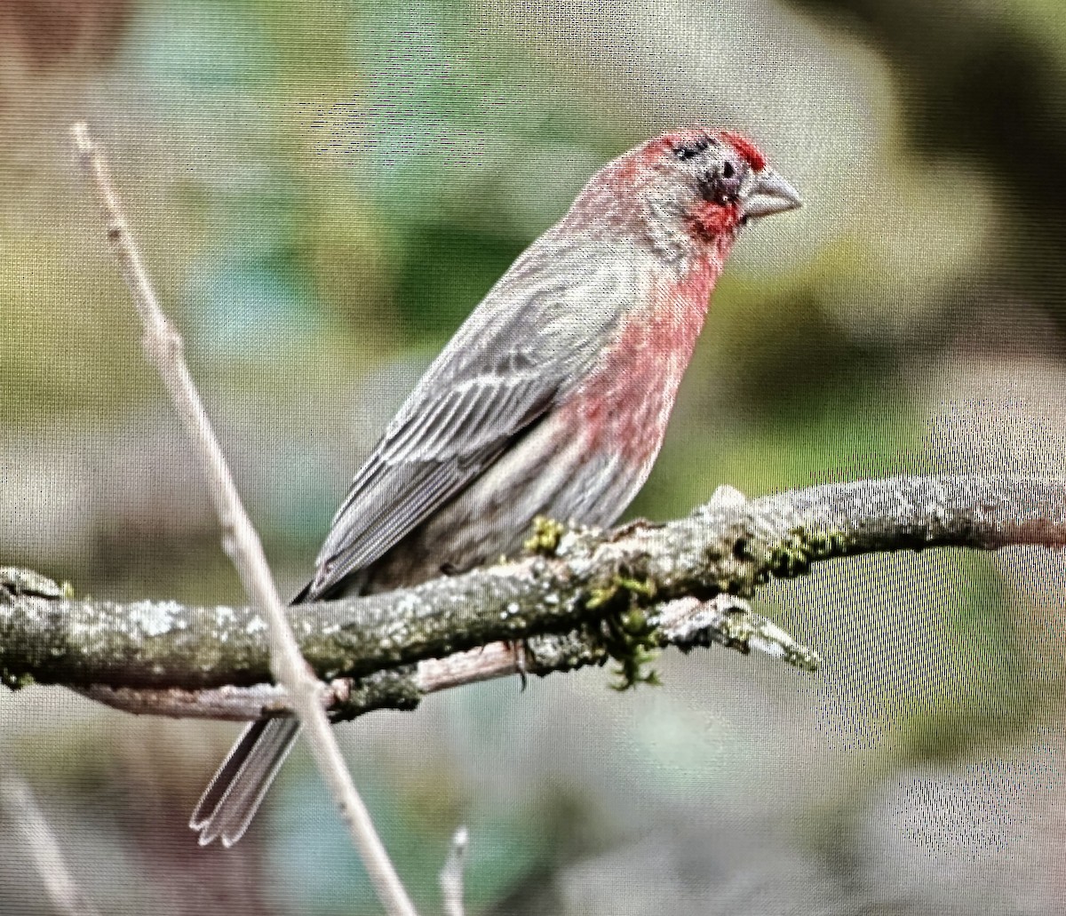 Roselin familier - ML615854787