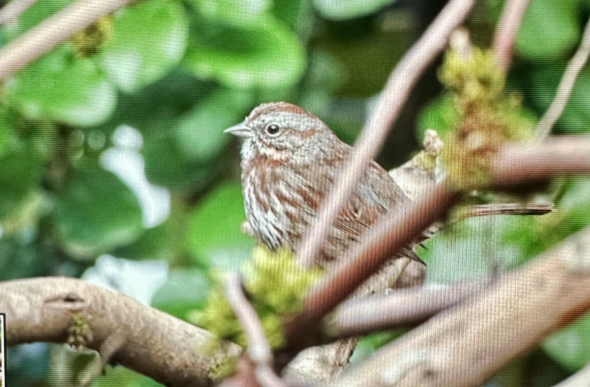 Bruant chanteur - ML615854792