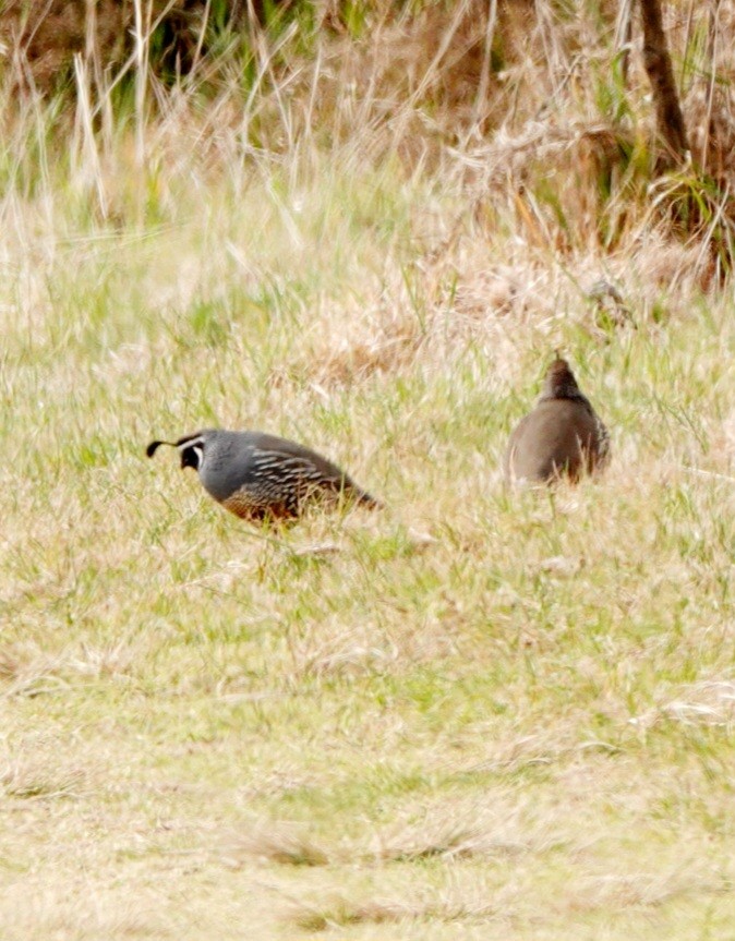 California Quail - ML615854793