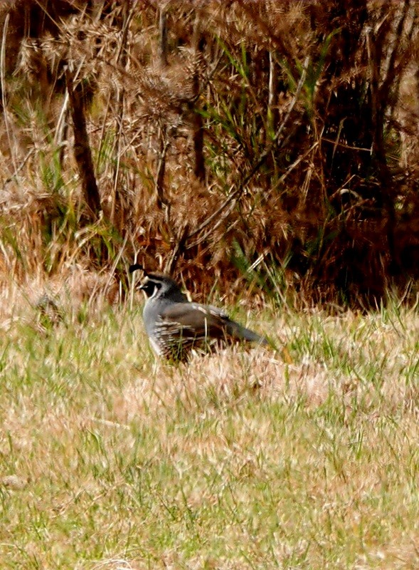 California Quail - ML615854794