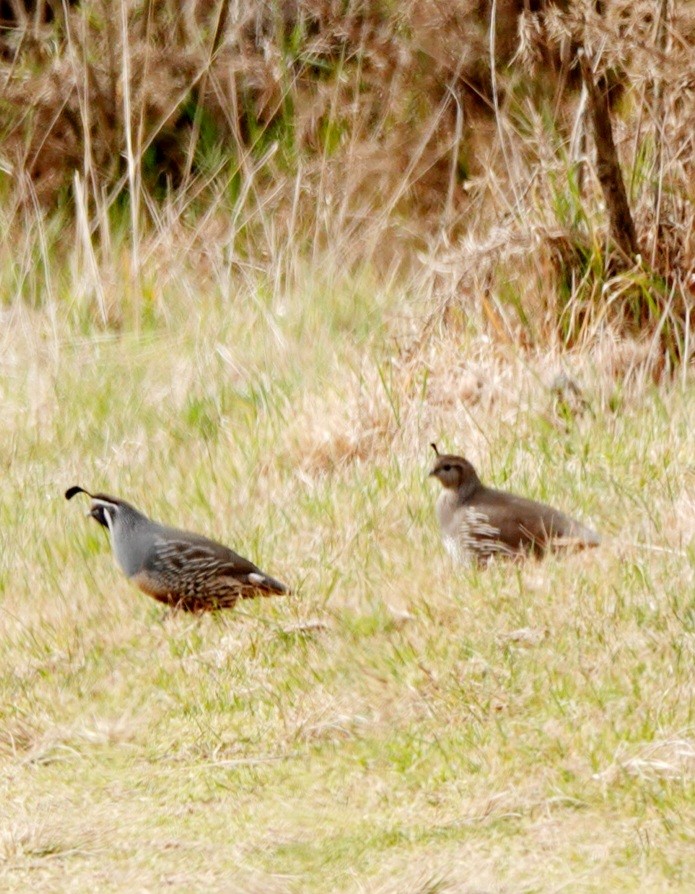 California Quail - ML615854795