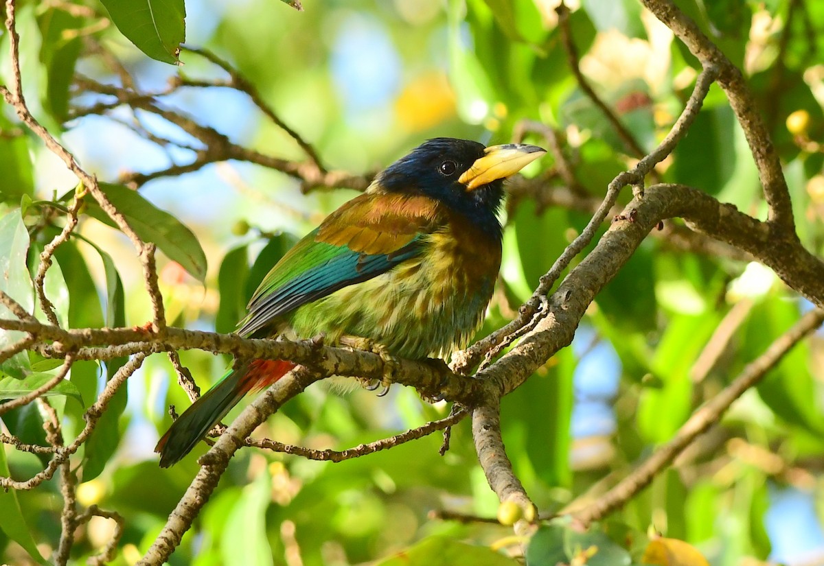 barbet velký - ML615854815