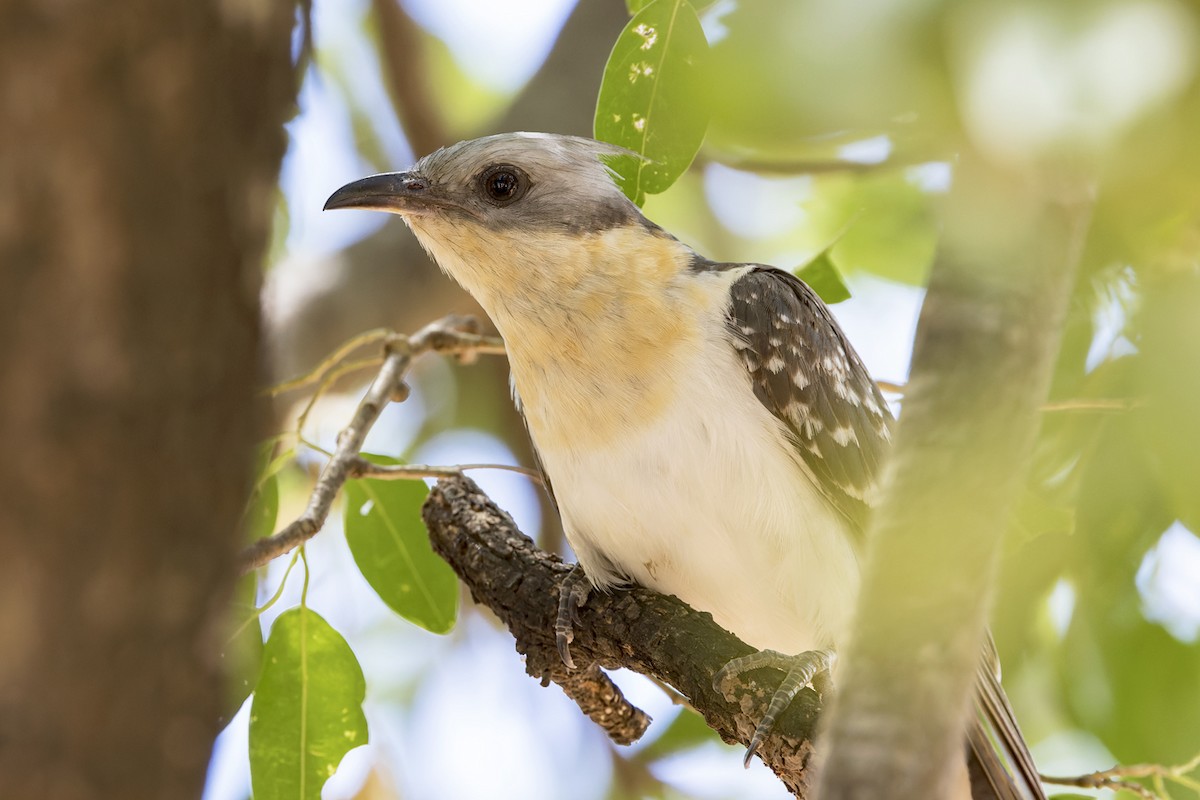 Great Spotted Cuckoo - ML615854860