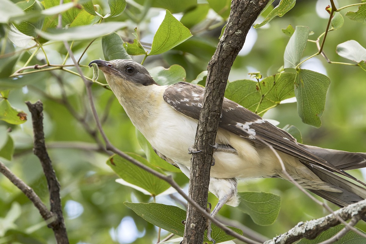 Great Spotted Cuckoo - ML615854861