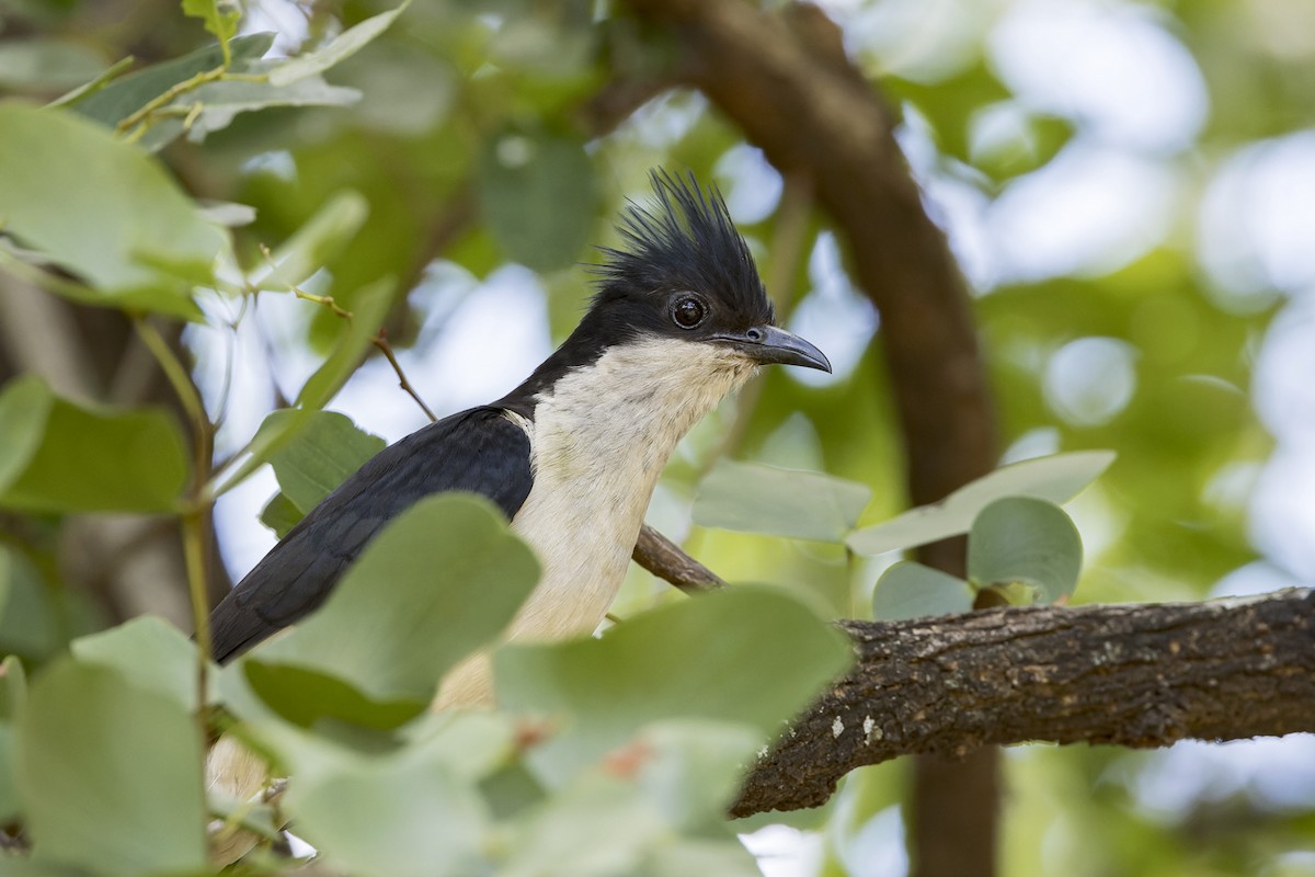 Levaillant's Cuckoo - ML615854864