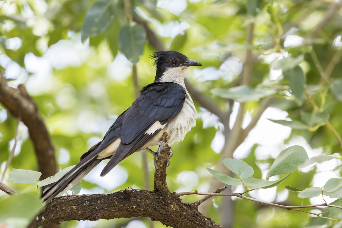 Levaillant's Cuckoo - ML615854865