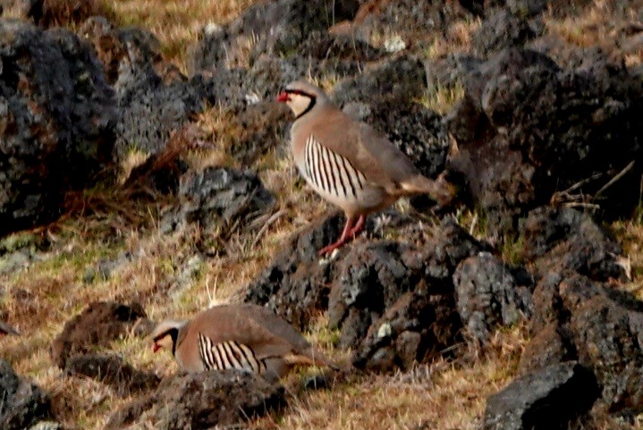 Chukar - ML615854918